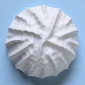 Sea shell |White sand  | Porcelain Wall Sculpture