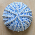 Sea shell |Ocean blue Porcelain Wall Sculpture